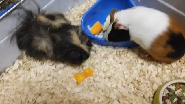 Морские свинки в чем отличия!)? смотреть онлайн