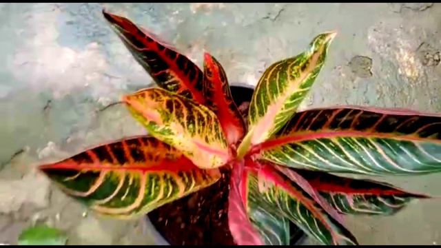 aglonema red sumatra смотреть онлайн