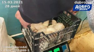 Супер-эксперимент | сравниваем 5 кормов | МЕГАКОРМ, НАШкорм, Пурина, Бест, Росток | 28 дней