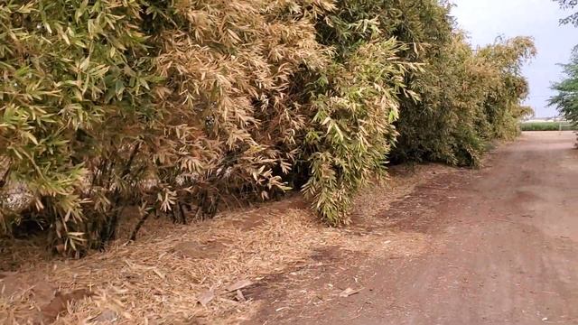 Why does my bamboo look like its dying? смотреть онлайн