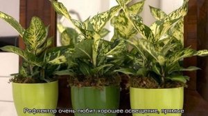 Диффенбахия — виды, как цветет, ядовита или нет