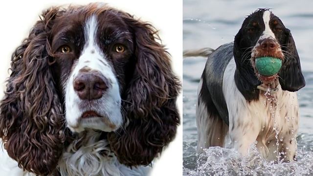 Cпаниель, все о спаниелях. смотреть онлайн