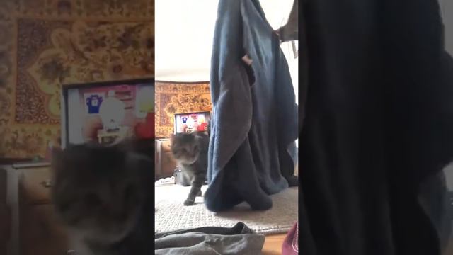 Cat attacks its owner after she tried to fit into a suitcase смотреть онлайн