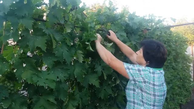 Летняя чеканка (укорачивание или обрезание) винограда видео смотреть онлайн