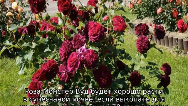 Роза Манстед Вуд смотреть онлайн