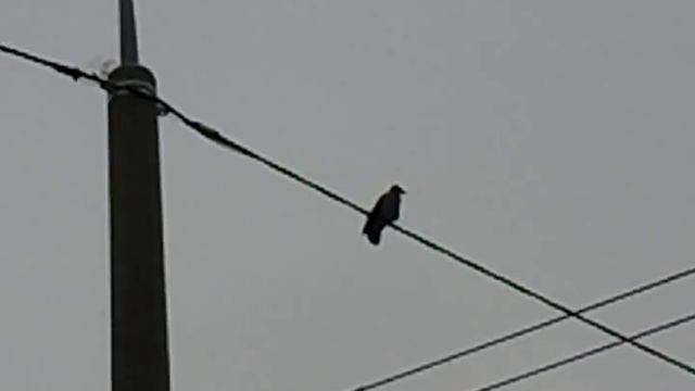 Ворона шо та там каркает смотреть онлайн