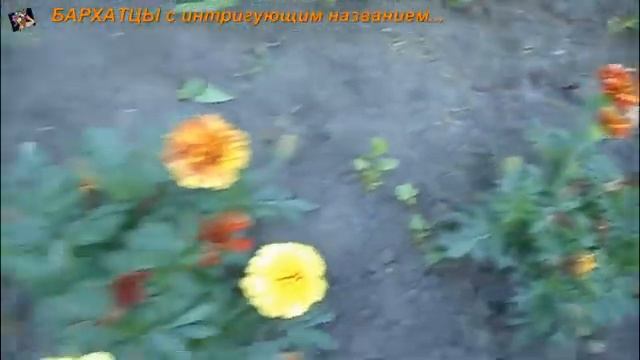 БАРХАТЦЫ с интригующим названием... смотреть онлайн