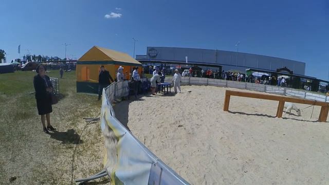 Белагро-2018. Аукцион племенного скота. смотреть онлайн