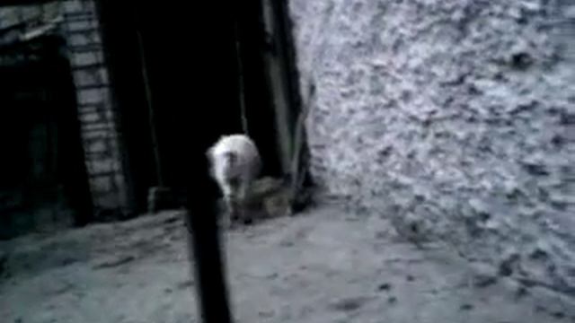 Видео0040 смотреть онлайн