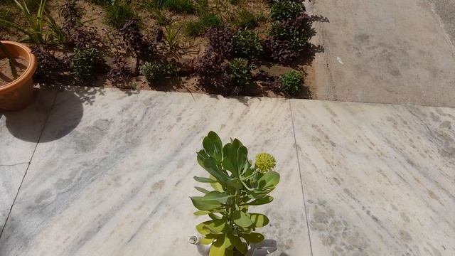 all about ARBORESCENS CRASSULA plant ? смотреть онлайн