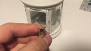 Майский жук едет в машине! Ловим майских жуков