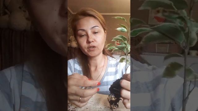 Фикус Кинки или пестролистный смотреть онлайн