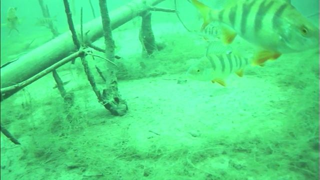 Камера Язь 52 актив 7