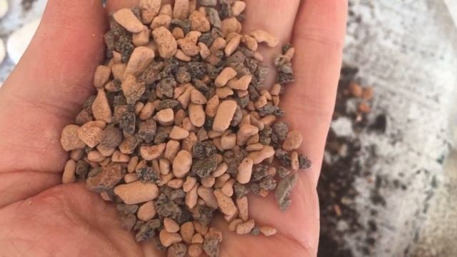 Кактусы и суккуленты мой уход. смотреть онлайн