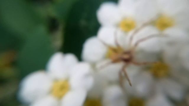 СПИРЕЯ - ТАВОЛГА (Белая невеста), Спирея Вангутта, кусты Спирея видео смотреть онлайн