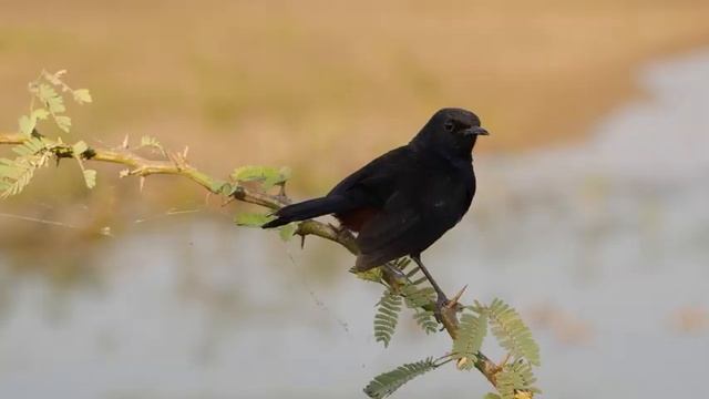 Ультра расслабляющая музыка чтобы успокоить разум, перестать думать ? музыка для сна, души и тела