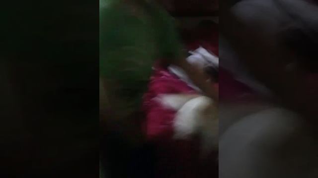 Собака и ветеринар самое смешное видео. смотреть онлайн