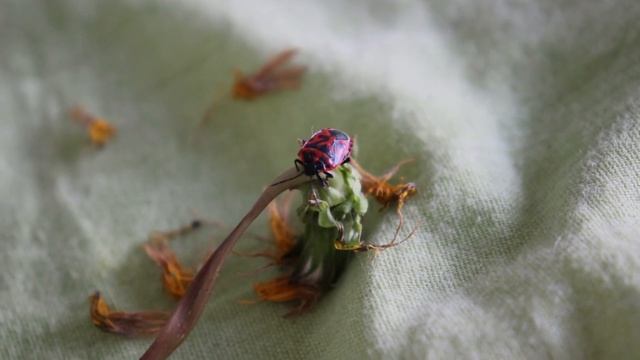 Капустный клоп (Eurydema Ventralis). Часть 3