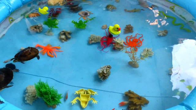 Cute funny ducklings !!! swimming pool duck (ducks) смотреть онлайн