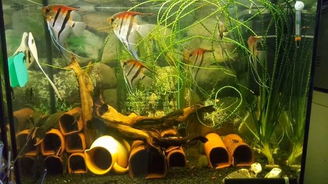 Аквариумы сегодня/Посыпались ампулярии/Да, я отстаиваю воду