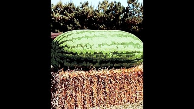 Самый большой арбуз Интересные факты смотреть онлайн