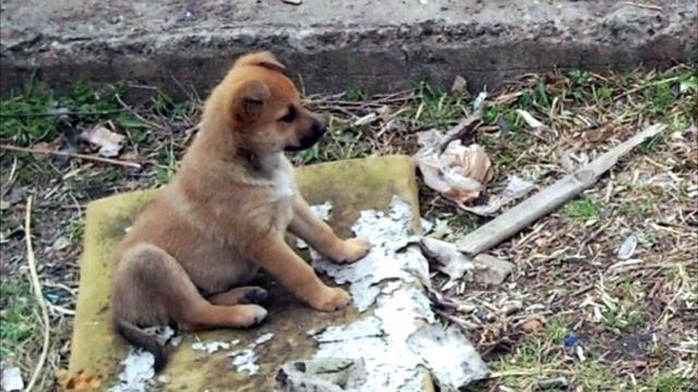 Щенка привязали и выбросили. А подростки вместо того, чтоб помочь еще и отпинали! смотреть онлайн