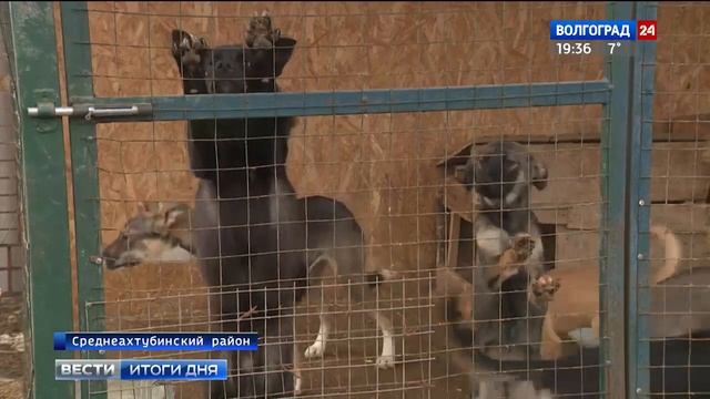 В Волгограде приют для животных будет развиваться на средства гранта смотреть онлайн