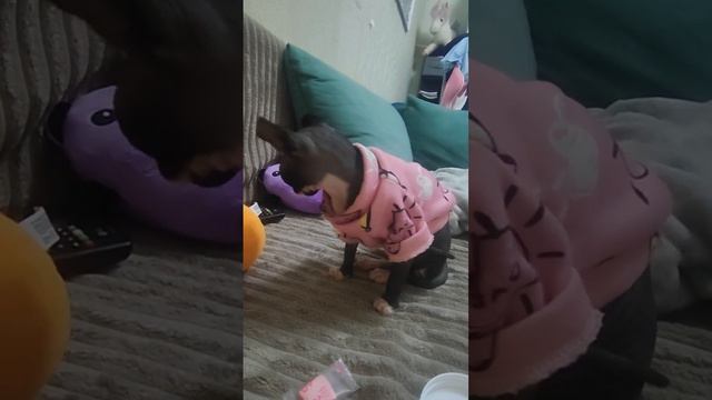 тайная жизнь домашних животных 4 смотреть онлайн