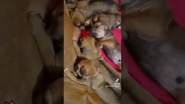 😂 Монолог. У нас есть собака! 🐾 смотреть онлайн