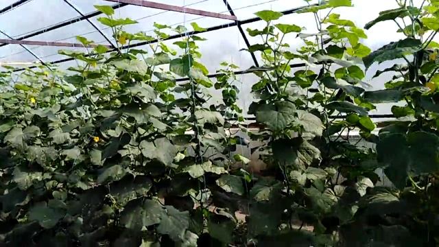 КОРОТКИЕ МЕЖДОУЗЛЬЯ НА ОГУРЦЕ смотреть онлайн