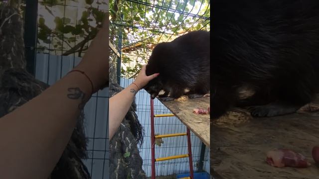 #ямыилюша #помощьбездомнымживотным #raccoon #анапа #reels #море #енотики смотреть онлайн