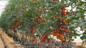 Как подвязать помидоры