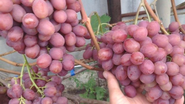 Виноград Гурман Ранний 2019г смотреть онлайн