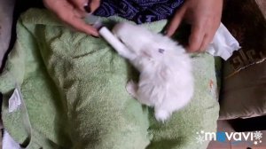 Как выкормить крольчат без крольчихи.