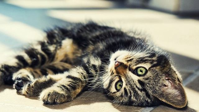Кота заводят, чтобы кот... смотреть онлайн