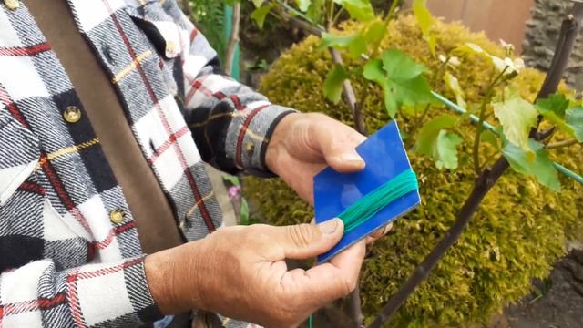 Підв'язка винограду - прості рішення смотреть онлайн