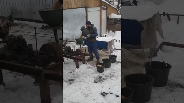 ПЕРЕМОЛАЧЕВАЕМ ЗЕРНО В МУКУ НА КОРМ смотреть онлайн