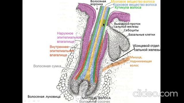 Лекция: "Кожа и её производные" смотреть онлайн