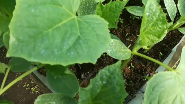 Развиваем мощную корневую систему у рассады Огурцов ? смотреть онлайн