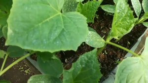 Развиваем мощную корневую систему у рассады Огурцов ?