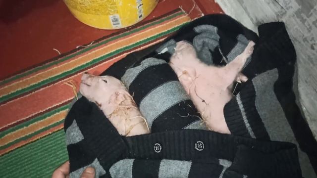 Замерзли новорожденные поросята!!!Опорос в -12. Первый опорос в 2021году.