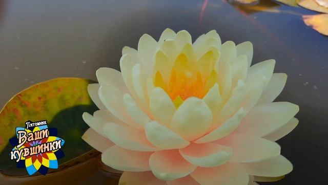 Нимфея Lemon Meringue (Лимонная меренга) кувшинка, waterlily, водные растения, пруд смотреть онлайн