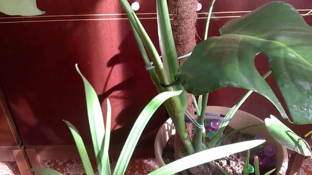 Монстера уход и полив.