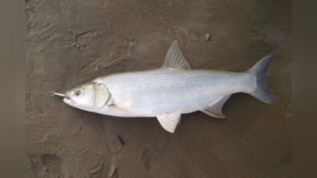 Жерех–Что это за рыба,где водится,чем питается смотреть онлайн