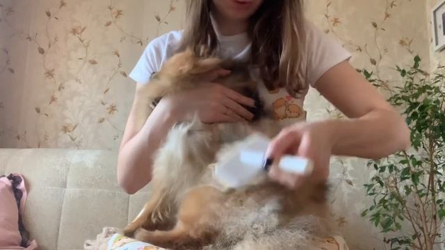 Как правильно расчесывать шпица дома смотреть онлайн