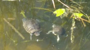 Черепахи в Москве-реке