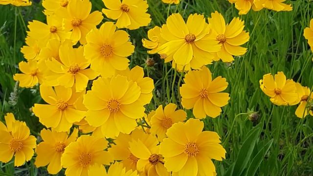 Tchaikovsky - Waltz of the Flowers Чайковский Пётр Ильич - Вальс цветов. Щелкунчик смотреть онлайн