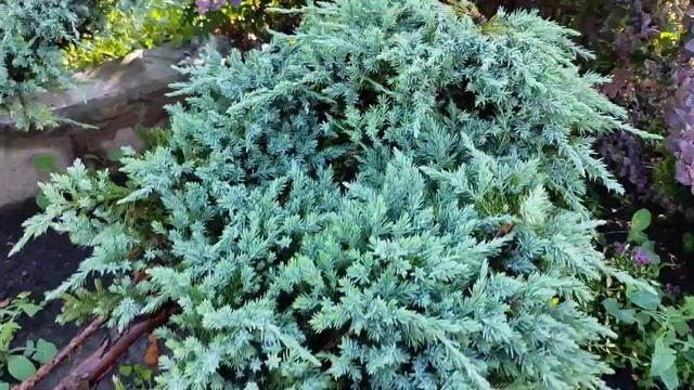 Шелковица в Подмосковье смотреть онлайн