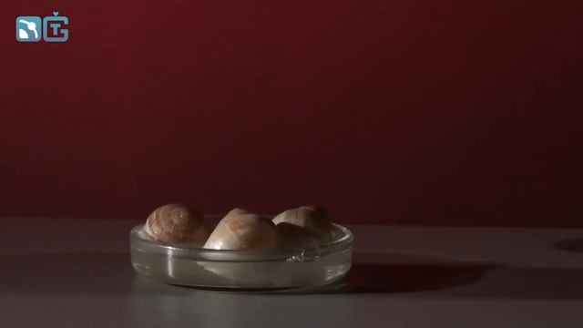 Утилизация ракушек в кислоте химические опыты 1080p смотреть онлайн
