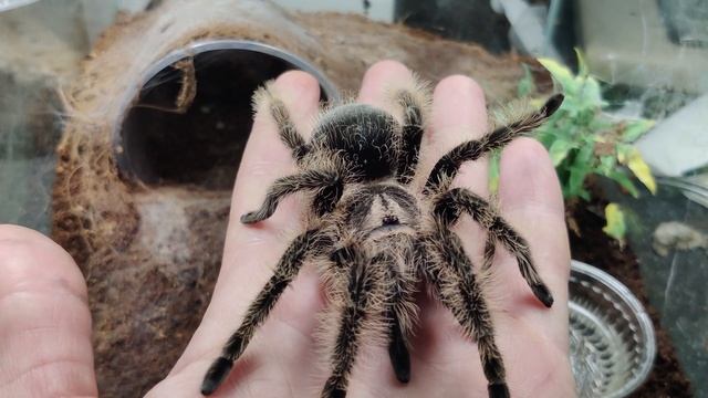 Brachypelma albopilosum лучший паук птицеед для новичков (Tliltocatl albopilosus Nicaragua) смотреть онлайн